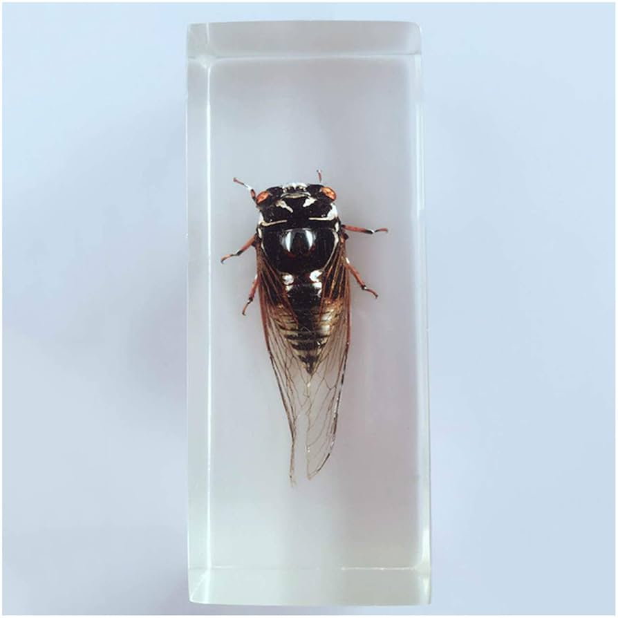 極美品【1点物】セミエビ 乾燥標本 色彩保存標本 関節可動 1点物】セミエビ① 乾燥標本 色彩保存標本 関節可動